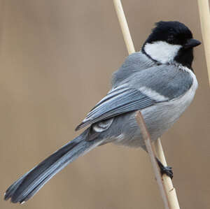 Mésange du Turkestan