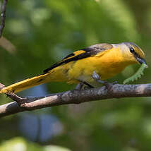 Minivet à bec court