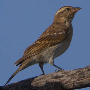 Moineau bridé