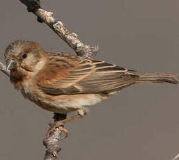 Moineau d'Emin