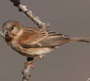 Moineau d'Emin