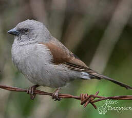 Moineau de Swainson