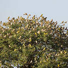Moineau doré