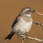 Moineau mélanure