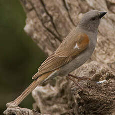 Moineau swahili