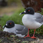 Mouette à queue fourchue