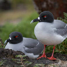 Mouette à queue fourchue