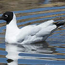 Mouette des Andes