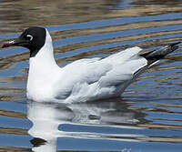 Mouette des Andes