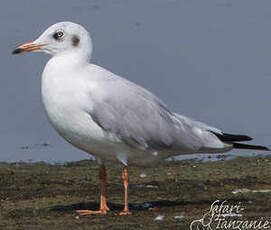 Mouette du Tibet