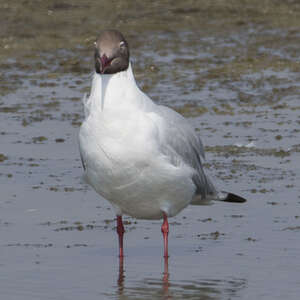 Mouette du Tibet