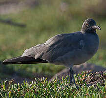 Mouette obscure