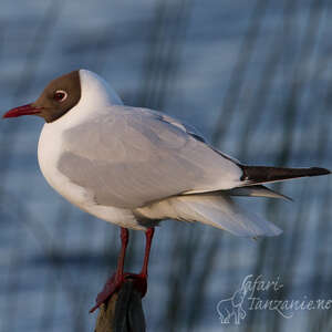 Mouette rieuse