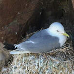 Mouette tridactyle