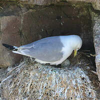 Mouette tridactyle