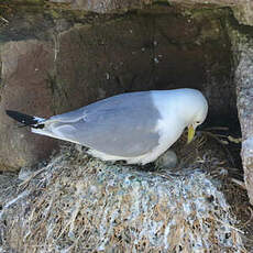 Mouette tridactyle