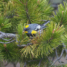 Paruline d'Audubon