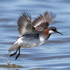 Phalarope à bec étroit