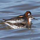 Phalarope à bec étroit