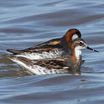 Phalarope à bec étroit