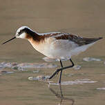 Phalarope de Wilson