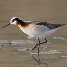 Phalarope de Wilson