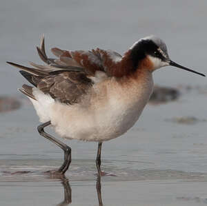 Phalarope de Wilson