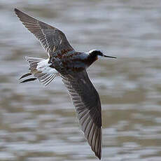 Phalarope de Wilson