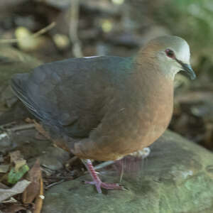 Pigeon à masque blanc