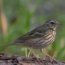 Pipit à dos olive