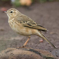 Pipit à dos uni