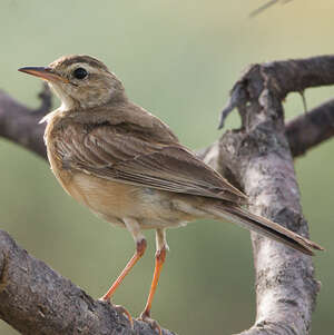 Pipit du Vaal