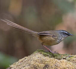 Prinia des collines