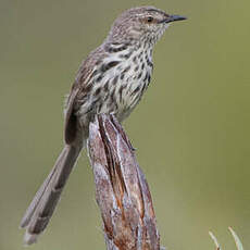 Prinia du Karroo