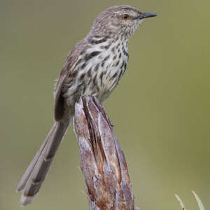 Prinia du Karroo