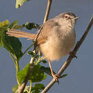 Prinia modeste