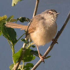 Prinia modeste
