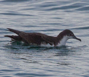 Puffin des Galapagos