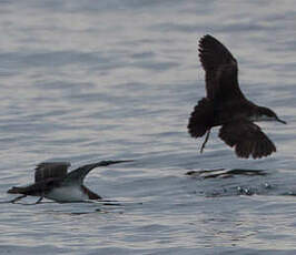 Puffin des Galapagos