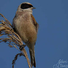 Rémiz penduline