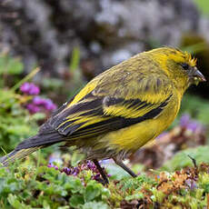 Serin à calotte jaune