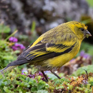 Serin à calotte jaune