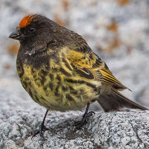 Serin à front rouge