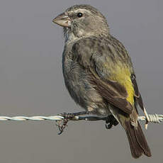 Serin à gorge blanche