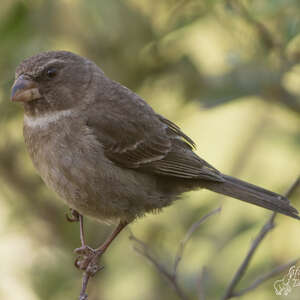 Serin bifascié