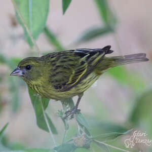 Serin d'Abyssinie