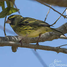 Serin forestier