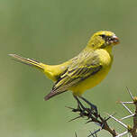 Serin soufré