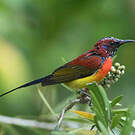 Souimanga de Gould