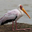 Tantale ibis